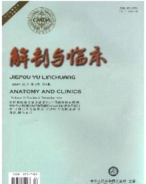 中华解剖与临床