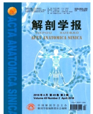 解剖学报
