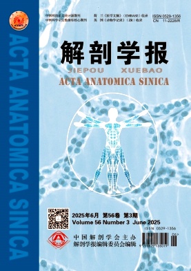 解剖学报